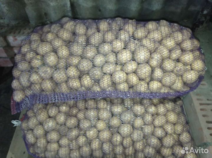 Картофель (новый урожай)