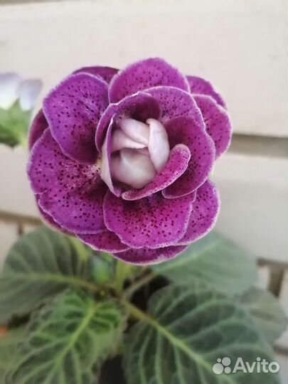 Глоксинии цветущие