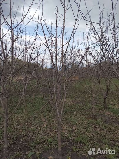 Крупномеры яблони 5-6 лет