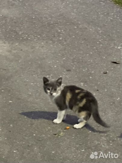 Котенок