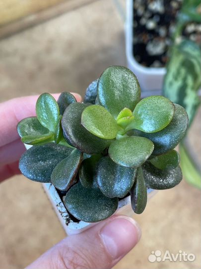 Крассула овата минор