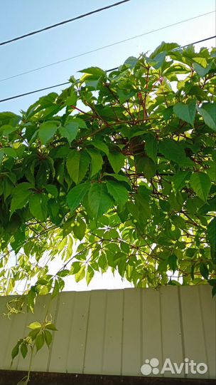 Виноград девичий