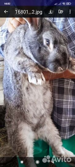 Кролики на племя