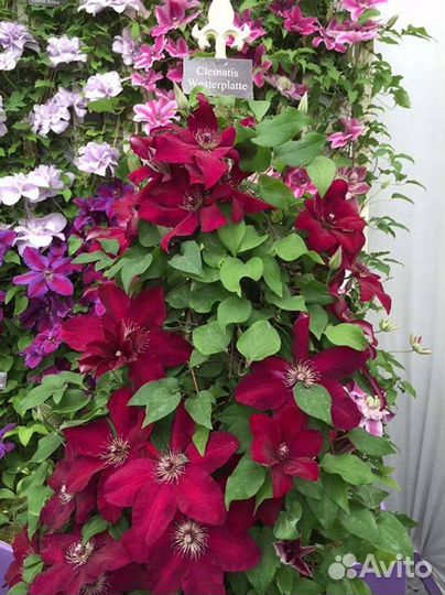 Клематисы зкс