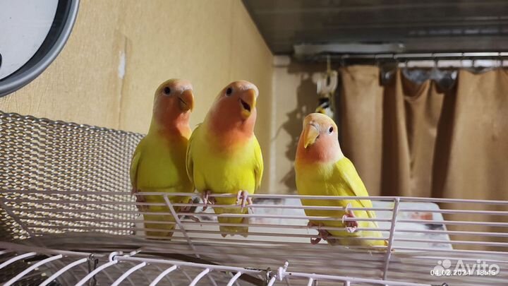 Попугаи неразлучники птенцы