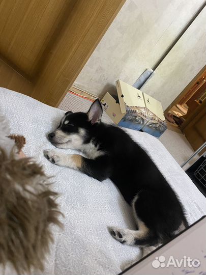 Щенок в добрые руки бесплатно мальчик