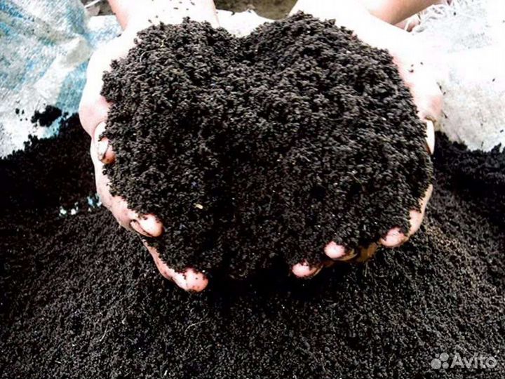 Червь дендробена, крупная(выползок) и навозная