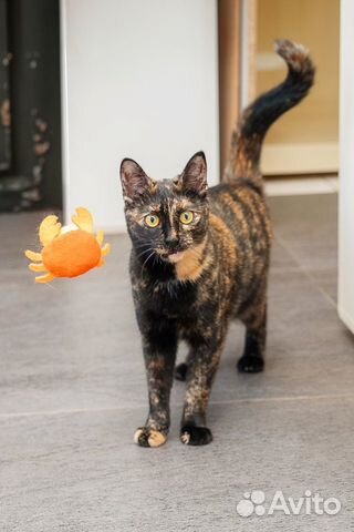 Ласковая трехцветная кошка в добрые руки объявление продам