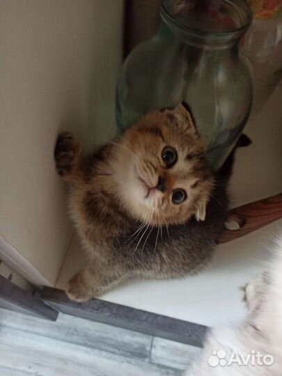 Кошки шотландцы