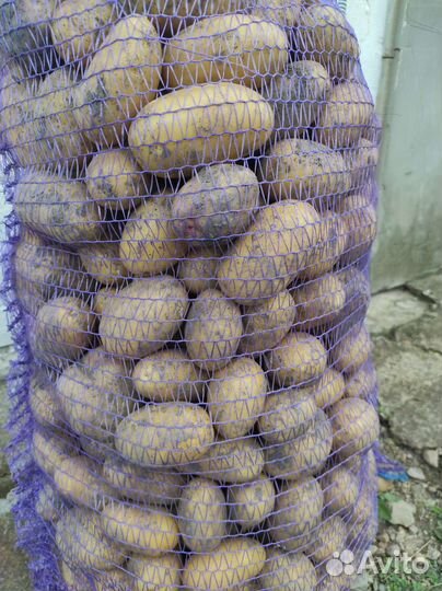 Продам картофель