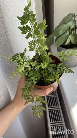 Нолина,флебодиум, птерис, строманта