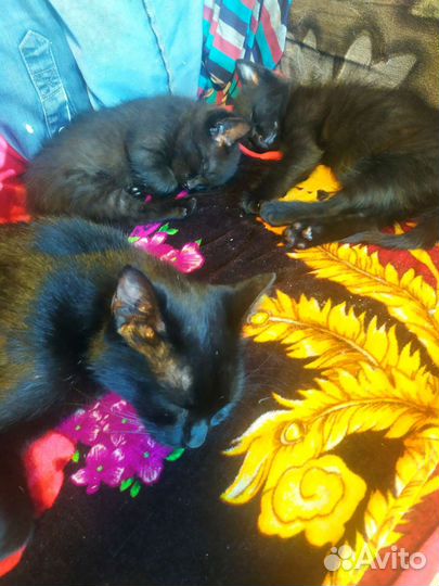 Котята кот и кошка