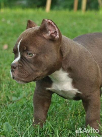 Американский булли щенки