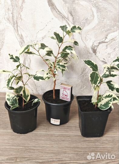 Фикус бенджамина