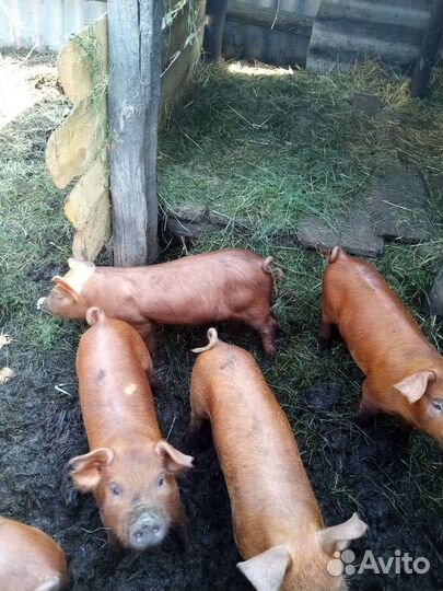 Поросята