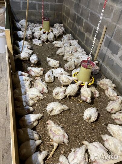 Куры домашние