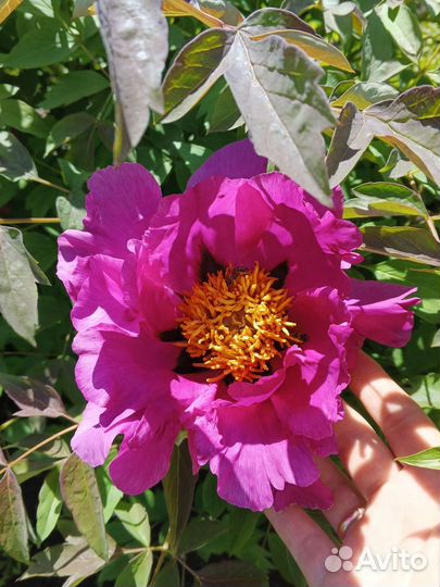 Пион древовидный Фиолетовый лотос