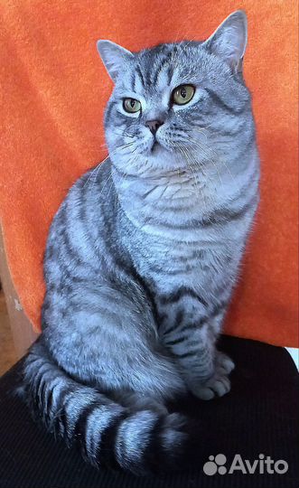 Шотландский кот вязка