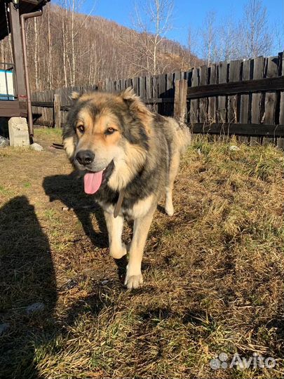 Вязка кобель крупный