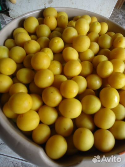 Алыча желтая