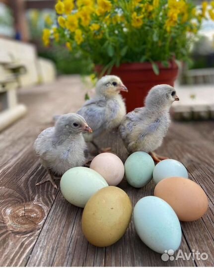 Амераукана