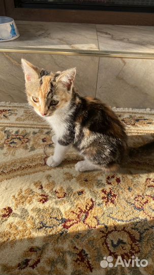 Кошки в добрые руки