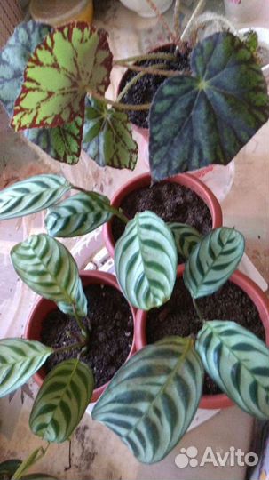 Сеткреазия.Панданус.Ктенанты