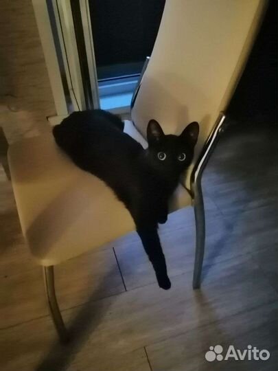 Кошка в дар с приданым