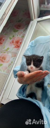 Котенок