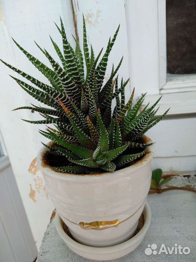 Комнатные цветы