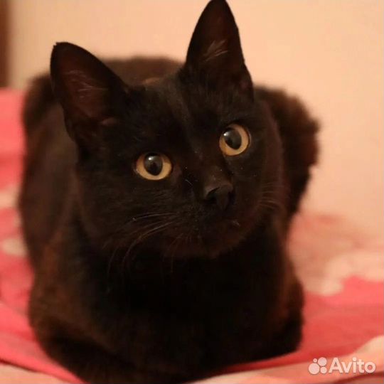 Кот Кузя