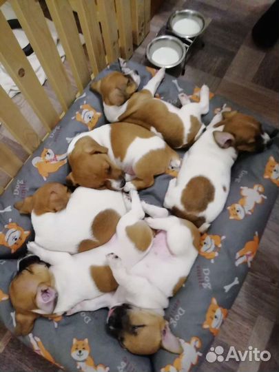 Лежанка для собак