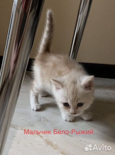 Котята в дар. Помесь Норвежской лесной кошки