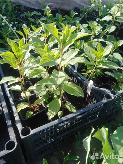 Гортензия метельчатая, саженцы