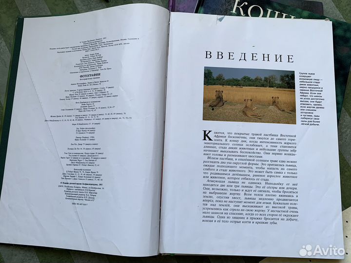 Детские Книги про кошек мир животных клив шнек