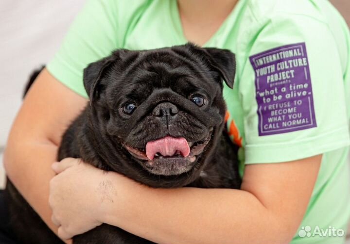 Мопс вязка мальчик