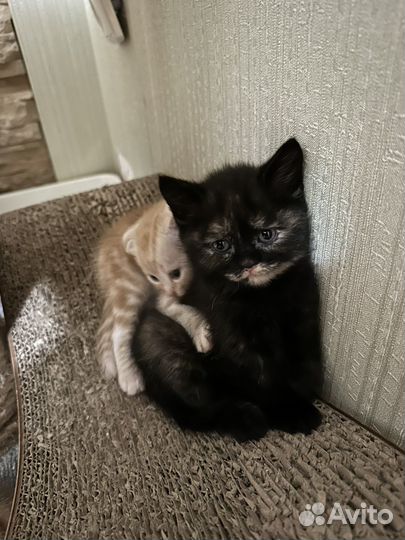 Котята британские