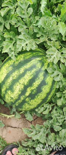 Арбуз Оптом
