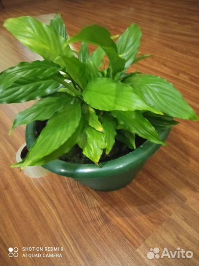 Домашние растения