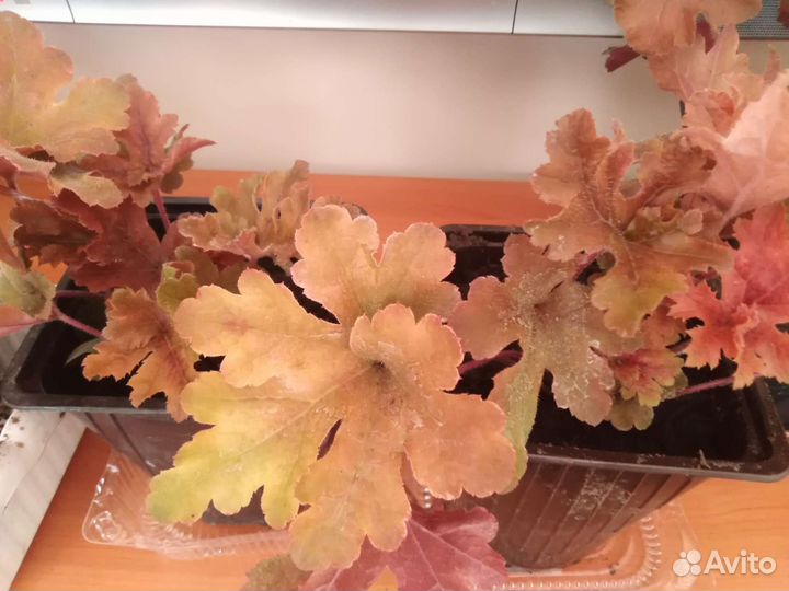 Большой выбор многолетников