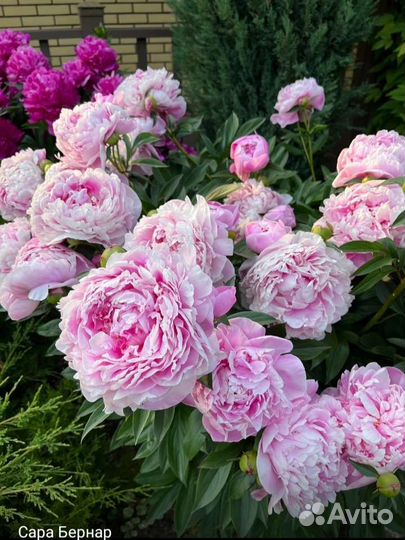 Легендарная Сара Бернар (пион травянистый)
