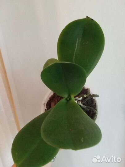 Орхидея сортовая