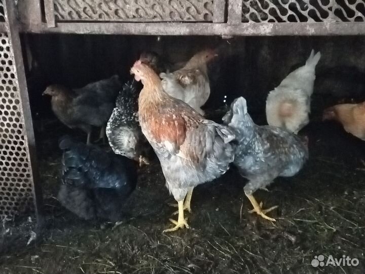 Молодые петушки