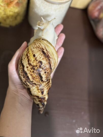 Улитки ахатины ретикулята
