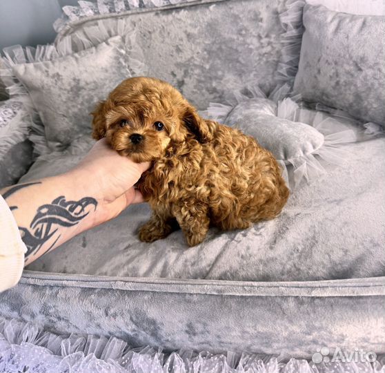 Мини мальтипу экстра красивый