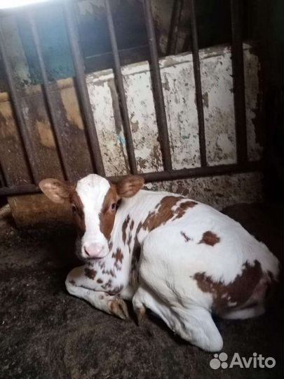 Телка телочка