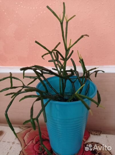 Хатиора оксалис