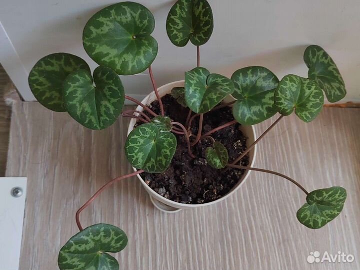 Европейский цикламен