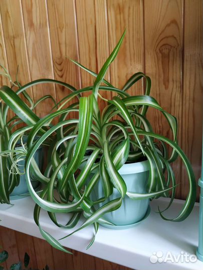 Хлорофитум кудрявый Бонни