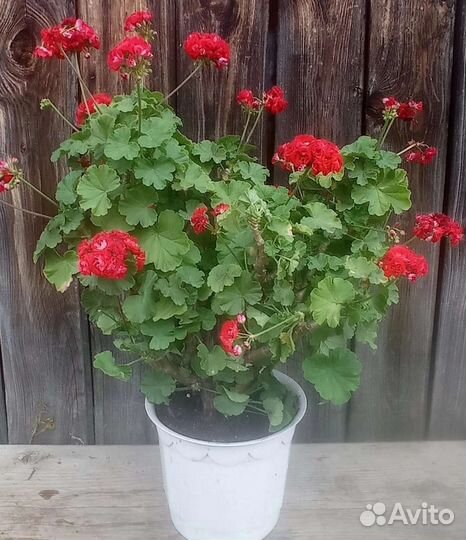Пеларгония герань